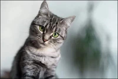 De quelle race descend l'american shorthair ?
