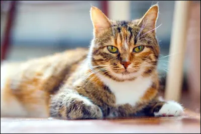 De quelles autres races peut descendre ce chat ?