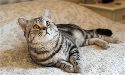 Combien de couleurs et de motifs ont pu &ecirc;tre observ&eacute;s sur la robe de ce chat ?