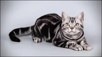 L'american shorthair est :