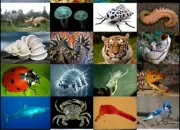 Quiz ~ Quiz : Culture générale sur les animaux (1) ~