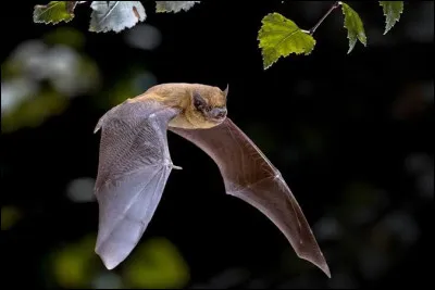 Comment s'appelle la technique utilis&eacute;e par les chauves-souris pour se rep&eacute;rer dans l'espace ?