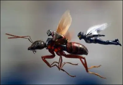 Vrai ou faux ?Il existe des fourmis volantes.