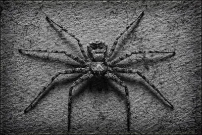 Quelle taille peut mesurer la toile de l'araign&eacute;e de Darwin ?