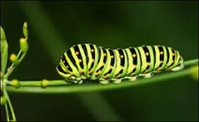 Comment s'appelle le passage de la chenille au papillon ?