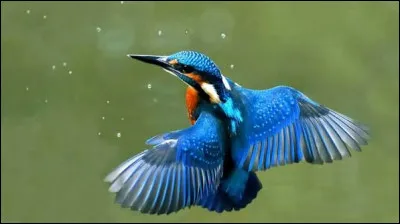 Quelle est la technique utilis&eacute;e par les martins-p&ecirc;cheurs pour manger ?