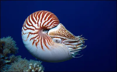 Vrai ou faux ?Une &eacute;tude men&eacute;e sur les mollusques a prouv&eacute; que les animaux qui d&eacute;pensent &eacute;norm&eacute;ment d'&eacute;nergie risquent davantage l'extinction.