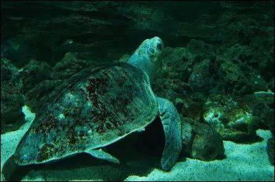 &Agrave; quelle p&eacute;riode les tortues oliv&acirc;tres pondent-elles ?