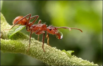 Vrai ou faux ?Les mandibules des fourmis servent uniquement &agrave; attraper de la nourriture.