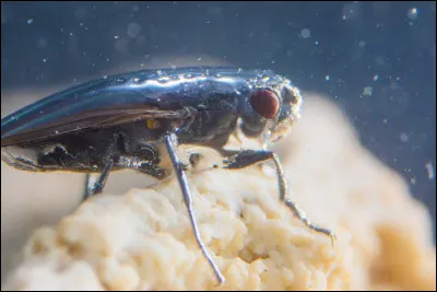 Jusqu'&agrave; combien de temps la mouche alcaline peut-elle rester en apn&eacute;e ?