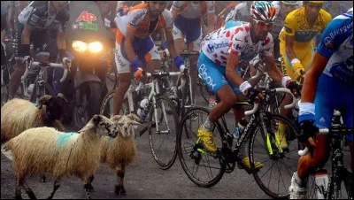Dans l'&eacute;dition 2010, &agrave; quelle &eacute;tape les coureurs se retrouvent au milieu des brebis ?