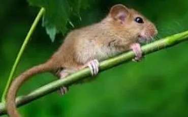 Quiz Animaux