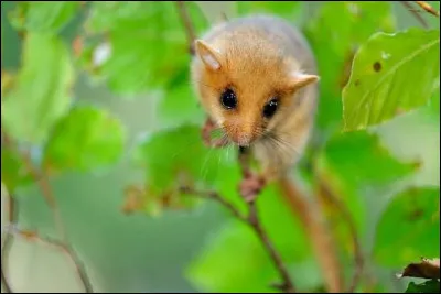 Que mange-t-il ?