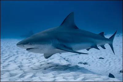 Quels requins y vivent ?