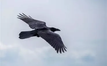 Quiz Oiseaux