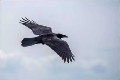 &Agrave; quelle famille d'animaux appartient le corbeau ?