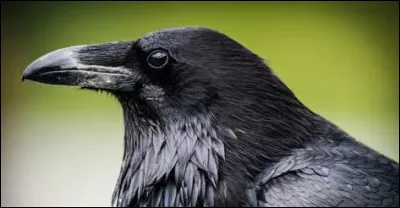 Vrai ou faux : L'intelligence d'un corbeau est &eacute;gale &agrave; celle d'un enfant d'un &agrave; trois ans.
