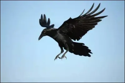 Le corbeau est souvent chass&eacute;.
