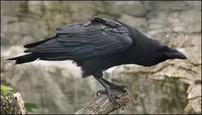 Comment s'appellent les corbeaux messagers d'Odin ?