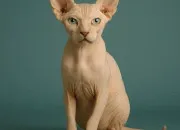 Quiz ~ Quiz sur le sphynx ~