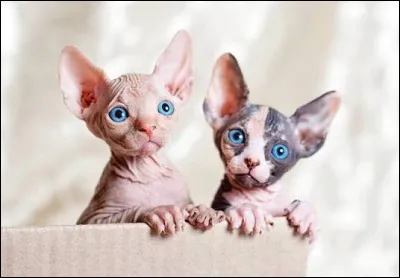 Ce chat peut-il provoquer des allergies comme les autres races ?