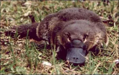 Quel est cet animal ?