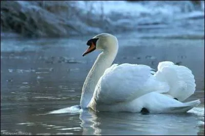 Quel est cet animal ?