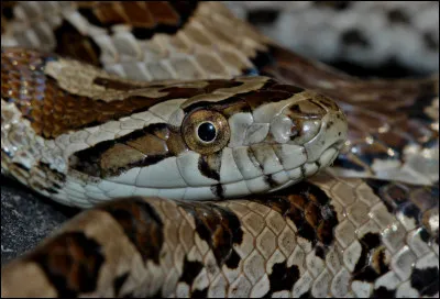 Quel serpent venimeux est connu pour d&eacute;ployer un capuchon lorsqu'il se sent menac&eacute; ?