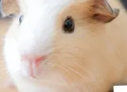 Quiz Connais-tu bien les cochons d'Inde ?