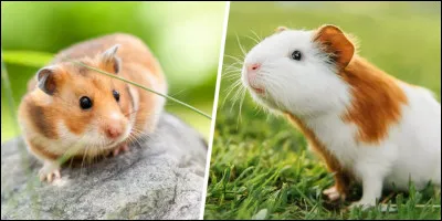 Vrai ou faux ? Les cochons d'Inde sont une esp&egrave;ce de hamsters.