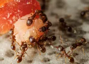 Quiz Culture G (I) - Insectes