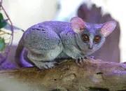 Quiz Un animal en G : le galago