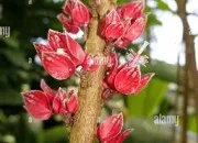 Quiz Les fleurs des Antilles