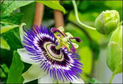 Et on finit sur cette tr&egrave;s belle fleur. Quel est son nom ?