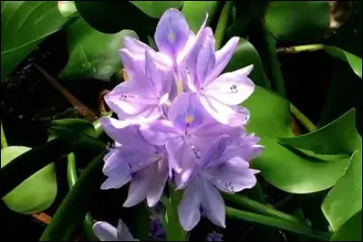 Quel est le nom de cette magnifique plante ?