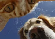 Test Es-tu plus chien ou chat ?