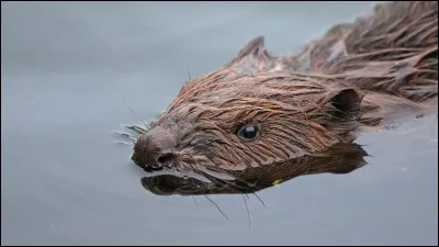 Et quel est ce petit animal ?