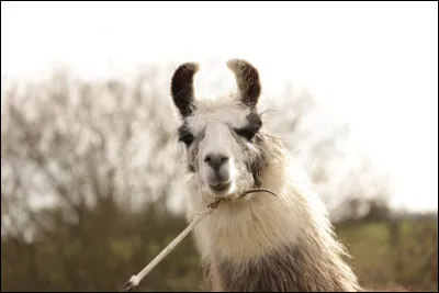 Quel est cet animal ?