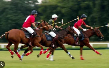Quiz Chevaux