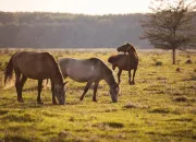 Quiz Galop 2