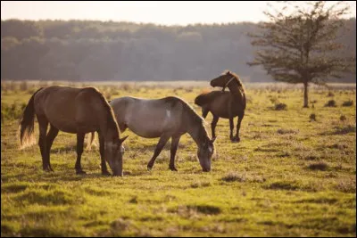 Clique sur les diff&eacute;rents logements du cheval et du poney.