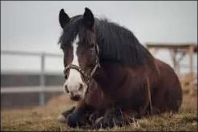 Quelles sont les activit&eacute;s du cheval dans la journ&eacute;e ?