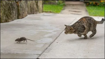 Les guerriers et le chef doivent &ecirc;tre nourris avant le reste du clan, car les autres chats ont besoin d'eux.Vrai ou faux ?