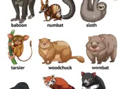 Quiz Animaux rares du monde