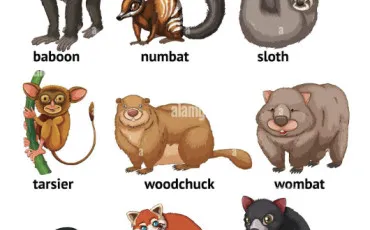 Quiz Animaux