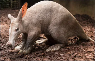 Quel est le nom de ce mammif&egrave;re termitivore d'Afrique en danger de disparition ?