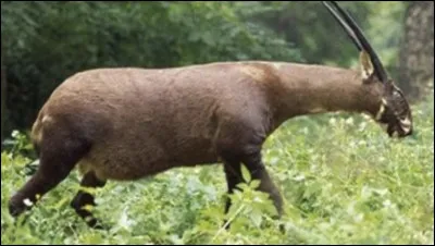 Quel est le nom de ce bovid&eacute; tr&egrave;s rare, d&eacute;couvert il y a 30 ans dans les for&ecirc;ts asiatiques des Amanites ?