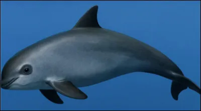 Quel est le nom de ce marsouin du golfe de Californie en danger critique d'extinction ?