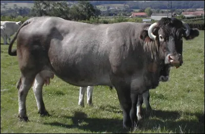 Quel est le nom de cette vache de Gironde, rare en France ?