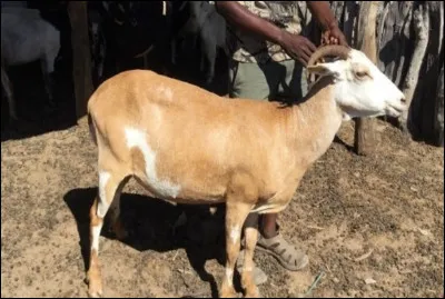 Quel est le nom de cet animal, un hybride entre un b&eacute;lier et une ch&egrave;vre ?